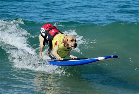 Surf's up for pups at Huntington Beach